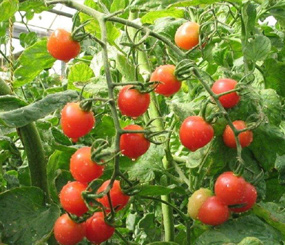 蕃茄种植