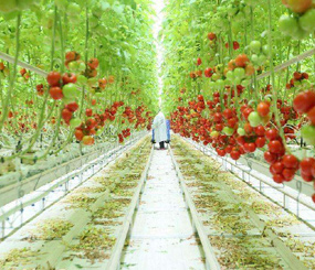 智慧农业蕃茄种植大棚智慧化种植
