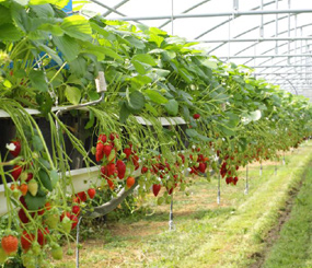 智能大棚草莓种植